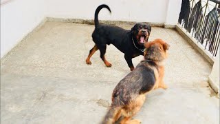 Rottweiler Vs German Shepherd Stamina