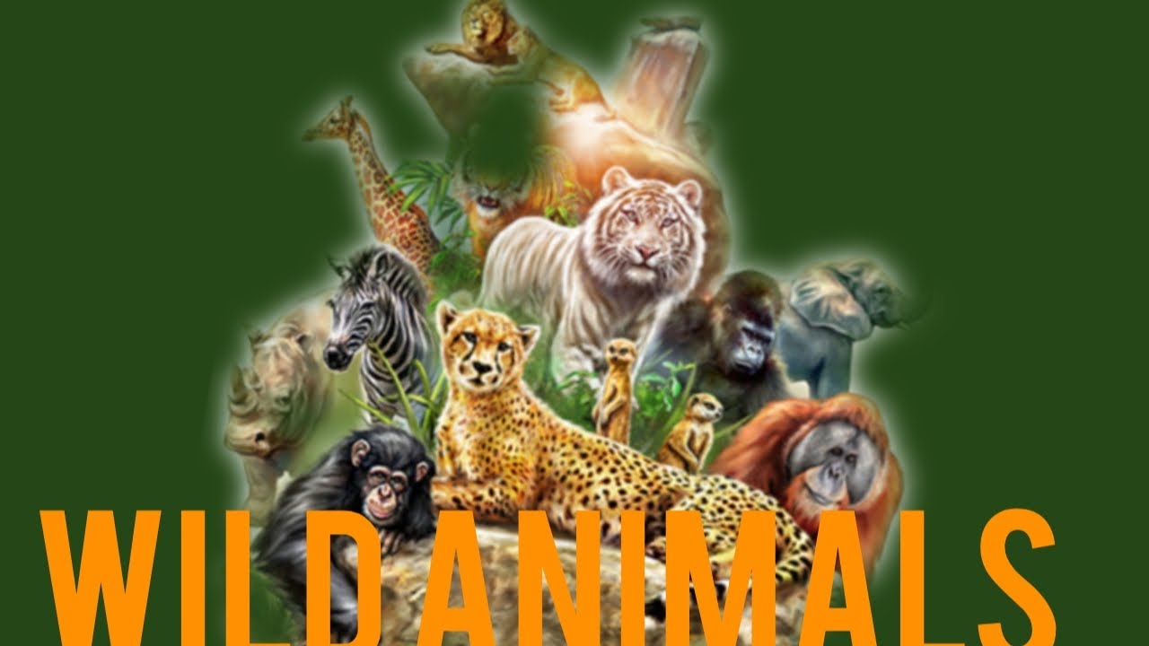 Learn wild animals/ Top 10 wild animals names/1 YouTube