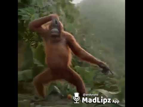 monyet joget besok libur