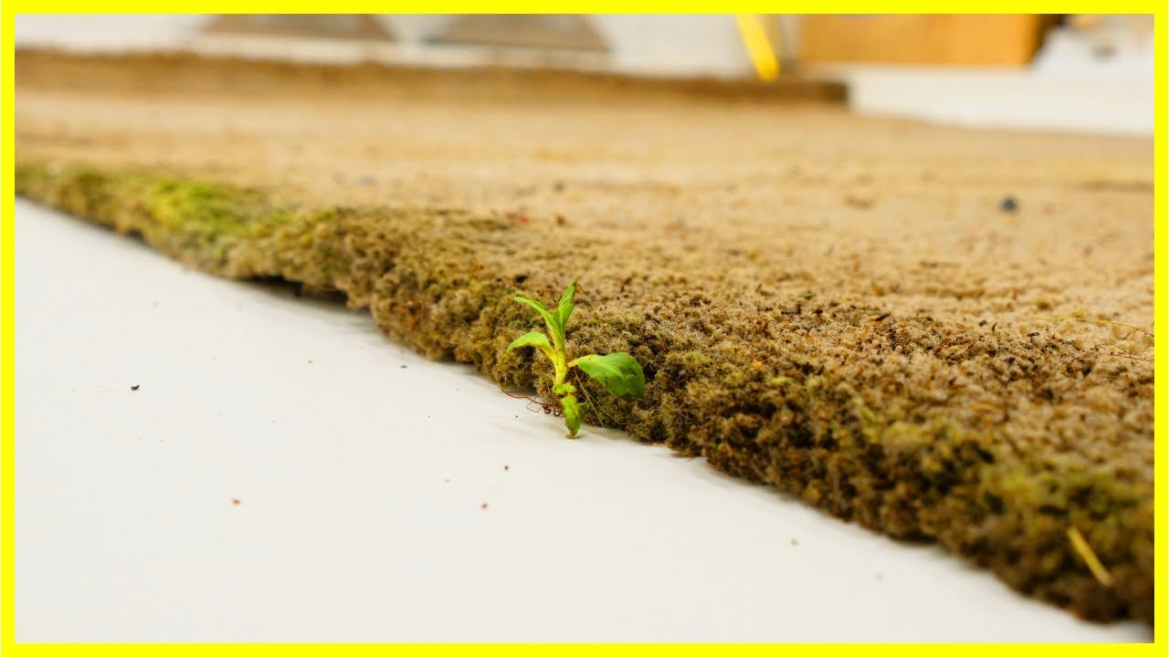 Rug Covered in Algae Satisfying Rug Cleaning YouTube