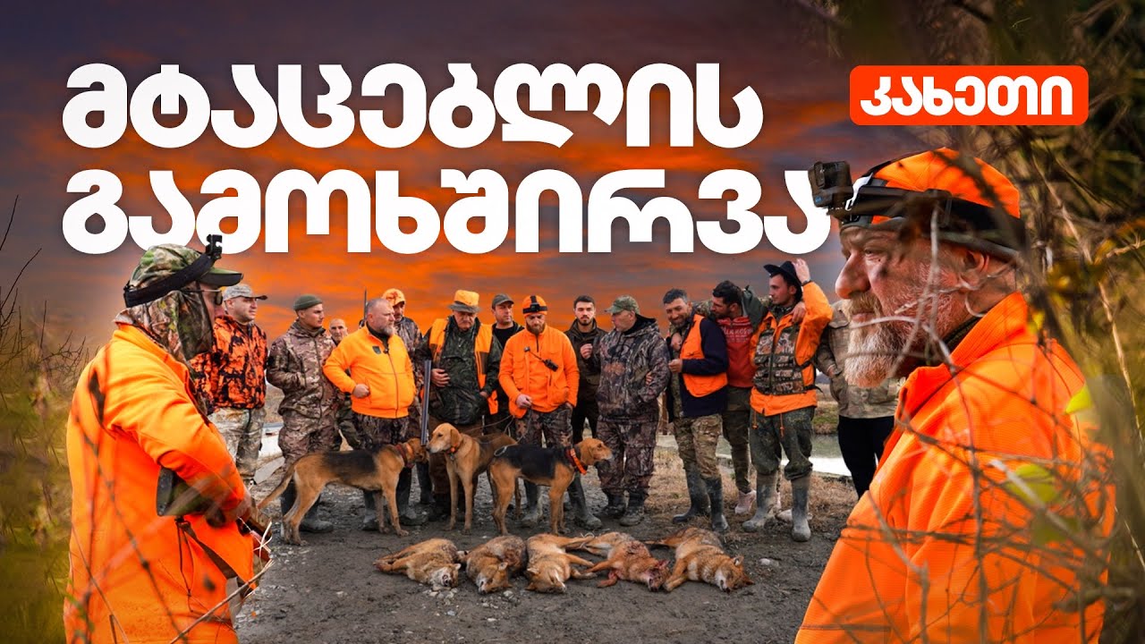 მტაცებლის გამოხშირვა – კახეთი