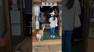 Exploring Miyajima’s Shopping Street🦌🍡