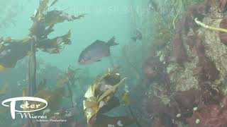 Striped Sea Perch Swimming In A Shallow Kelp Forest With Surge