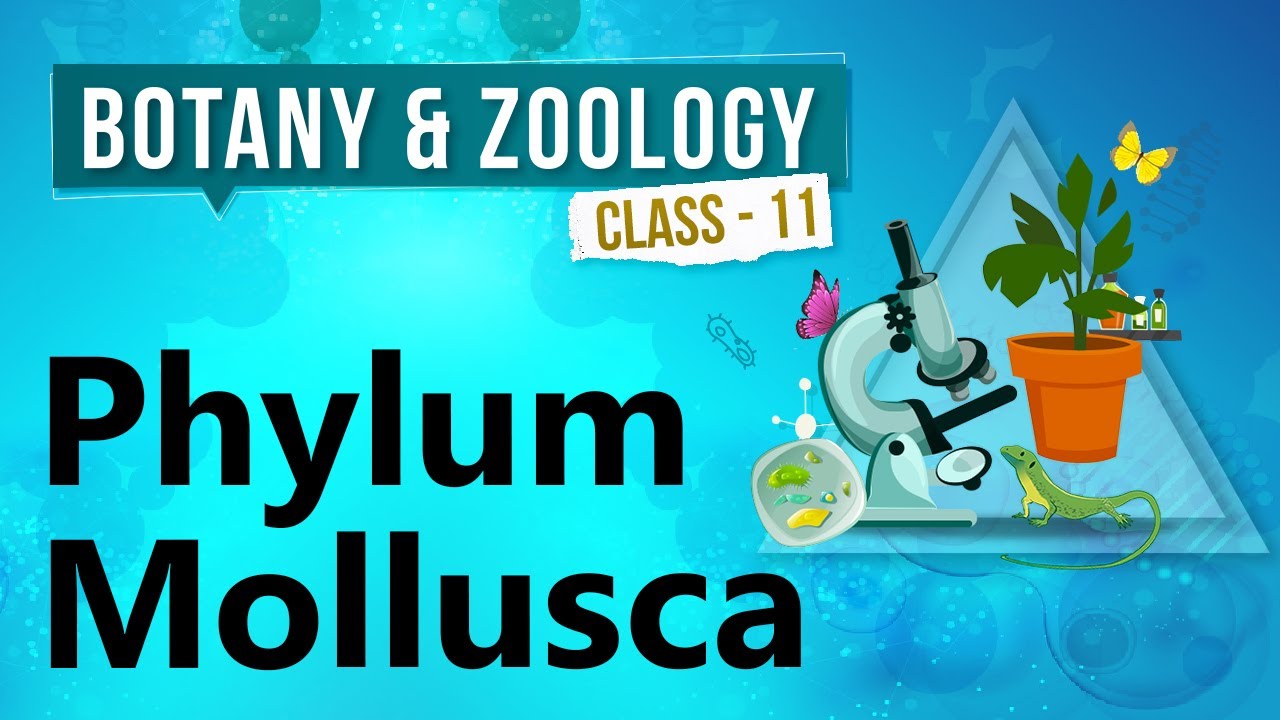 Phylum Mollusca - Kingdom Animalia - Biology Class 11
