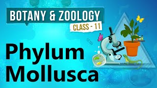 Phylum Mollusca - Kingdom Animalia - Biology Class 11