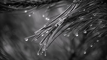 Rain | An LMMS Project