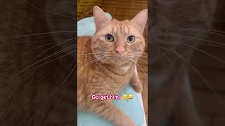 We Can Put Him In The Truck