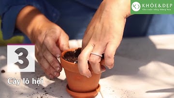 4 loại cây hút bức xạ máy tính cực tốt, dân văn phòng nên để có trên bàn làm v