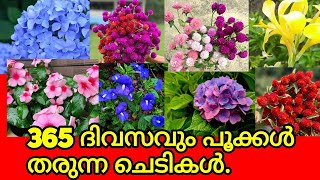10 Best and Amazing flowering plants with Names in India || Low budget plants || plants||salu Koshy