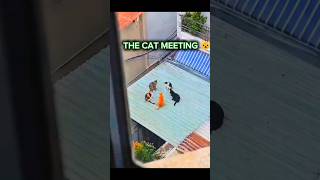 POV: You Accidentally Saw The Secret Cat Meeting 👀🐾#shorts #cat #cats #minimeows #viralshorts