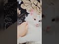 نفوتو يومين حب وسمانة تع حرب
