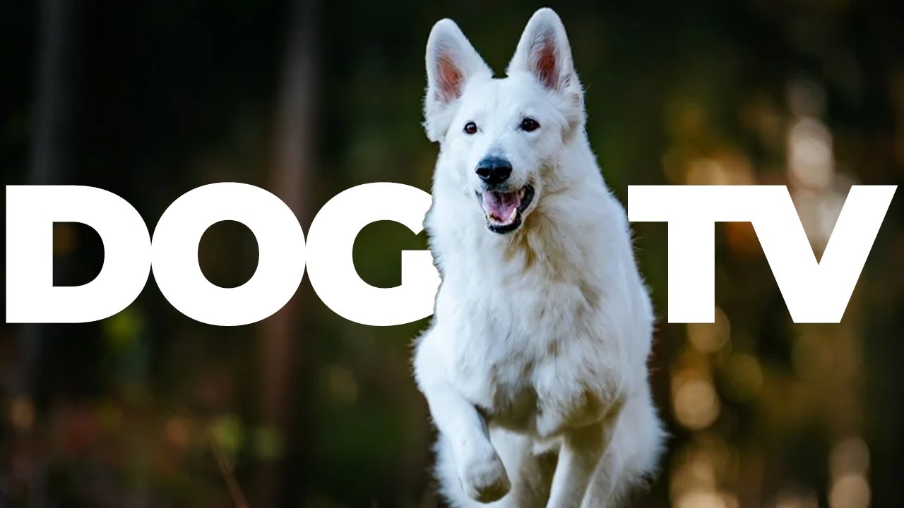 🔴 Dog Music LIVE 24/7 🐾🎶 | Calming Sounds & Relaxing Music for Dogs with Anxiety & Stress Relief