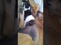 Mother Dog and her puppies