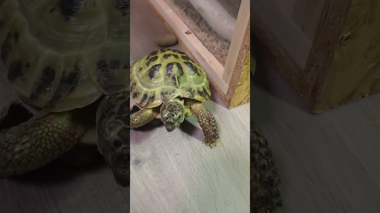 Schildkröte trifft Schlangen 💚 | 🐢 Viking Turtle Olaf 