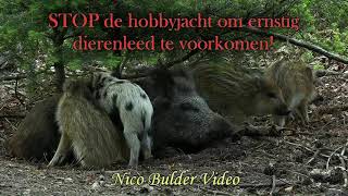 Napoleon het biggetje Veluwe movie