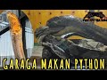 KING COBRA GARAGA MAKAN PYTHON BESAR