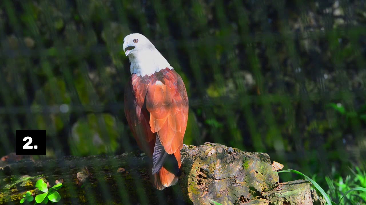 National Endangered Species Day 2020 - YouTube