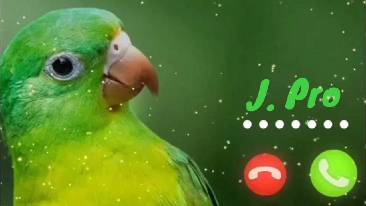 Abe Yar New Sms Ringtone Funny Ringtone Alarm Ringtone Call Ringtone