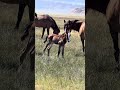 Watching kids respect wildlife, they share the land #horse #wildlife #foals