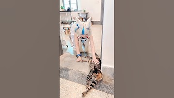 🐟 FISH vs CAT 🐱 #Samekosaba #saba #vtuber #cosplay
