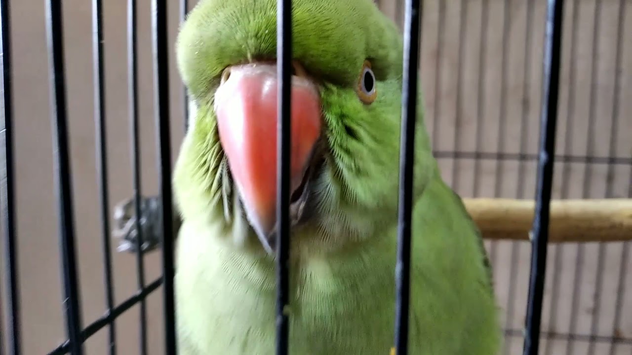 Master butter talking parrot @masterbutter 🤩👍