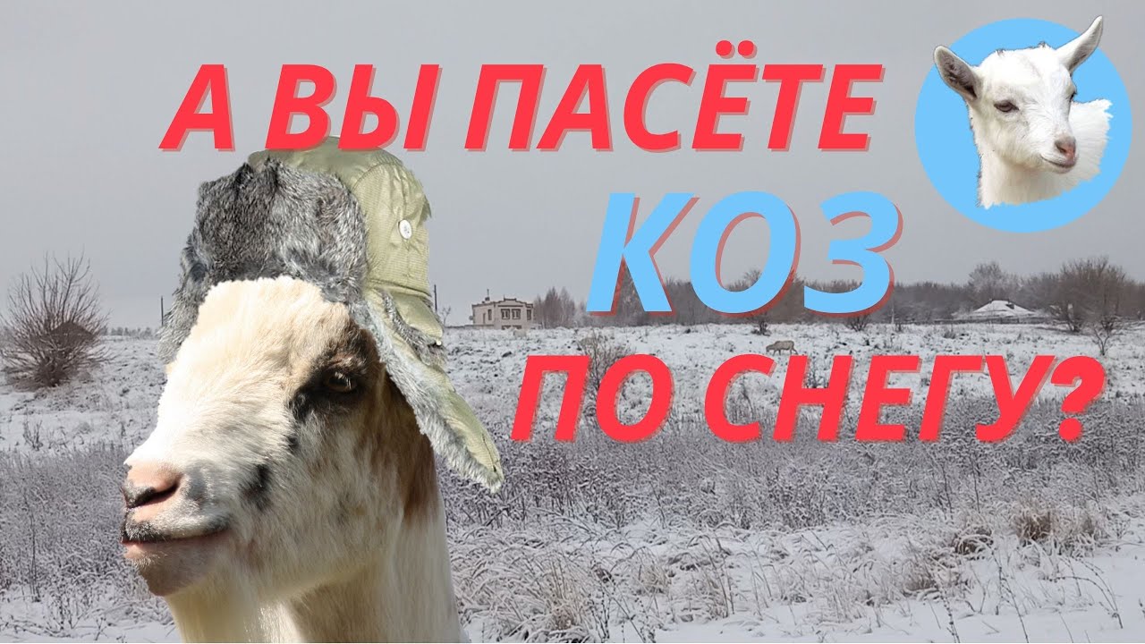 Где купить качественные витамины для коз