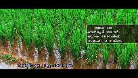 Fertilizer application in rice