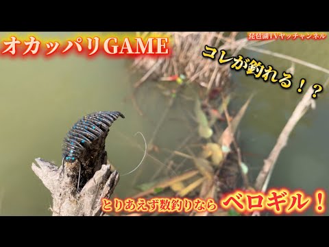 【バス釣り】オカッパリGAME！絶対釣りたいならベロギルのダウンショット！