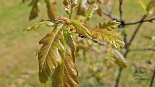 Quercus petraea 'Purpurea' dub zimní drnák   jaro