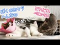 【去勢手術】お股を広げて傷口を舐めてアピールしちゃう子猫【やめて…】／Kittens want to groom him wounds