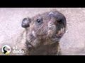 Marmota lleva a su hijo a visitar a su mejor amigo humano | El Dodo