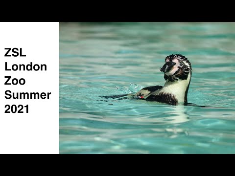 Video: Lo Zoo Di Londra ZSL Ha La Pesa Annuale Degli Animali Animal