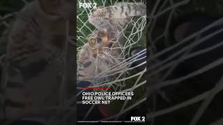 Ohio Police Officers Free Owl Trapped in Soccer Net
