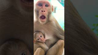 Download Lagu funny monkey voice comedy #bandar #monkeyvideo #monkey MP3