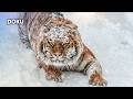 Vom Aussterben Bedroht Doku über Den SIBIRISCHEN TIGER Andere Gefährdete Arten ZDF Doku HD Vom Aussterben Bedroht Doku über Den SIBIRISCHEN TIGER Andere Gefährdete Arten ZDF Doku HD
