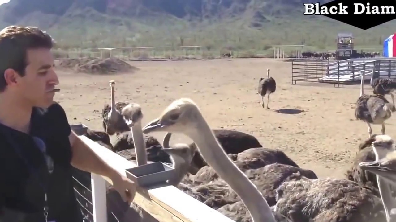 Faze comice cu animale 2016