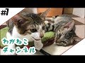 #7【吾輩】キャットタワーと蘇りしもの【猫】