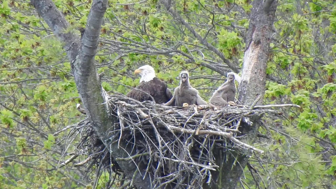 Bald Eagle's Nest - YouTube