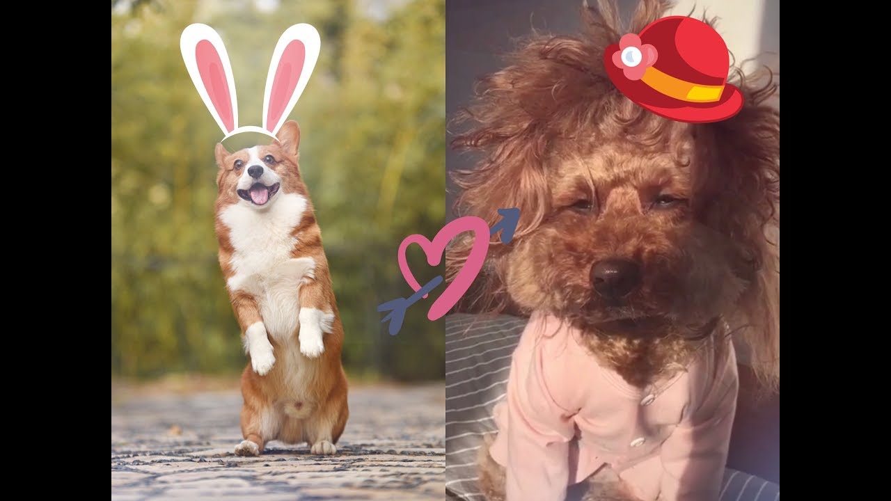 Cute and Funny Puppies Videos | Kawaii Pet Videos  Compilation #6