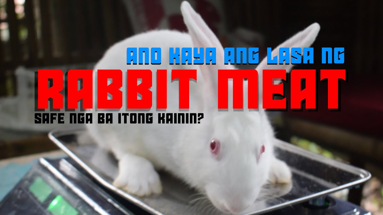 RABBIT MEAT ANO KAYA ANG LASA NG RABBIT MEAT? SAFE NGA BA KUMAIN NG