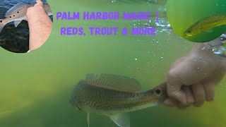 Palm Harbor Magic! Redfish, Trout and More!