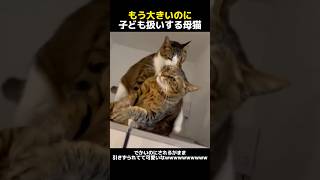 もう大きいのに子ども扱いする母猫