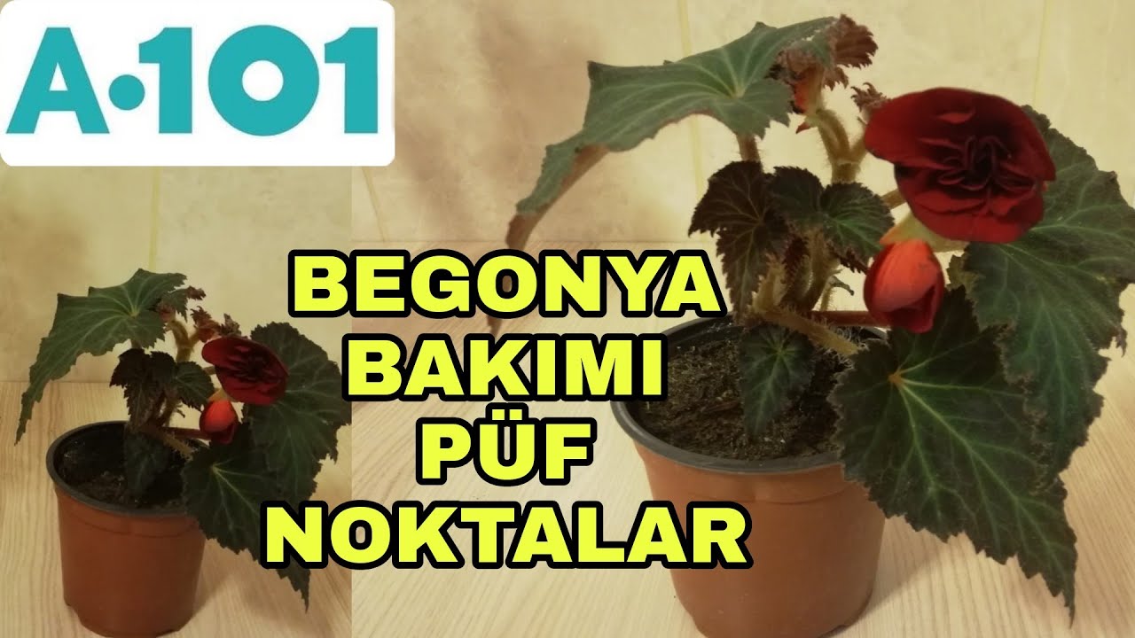 A101 begonya çiçeği bakımı nasıl yapılır?