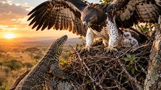 The Eagle That Fought Back — A Mother’s Desperate Battle to Save Her Chick