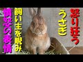 うさぎが食べ物を隠す飼い主にブチ切れて怒り狂う瞬間がこちらです。　(No.1043)