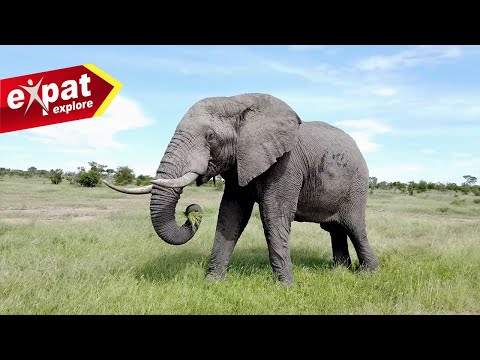 Game Driving through Kruger National Park - Safari Trip with Expat Explore Group Tours