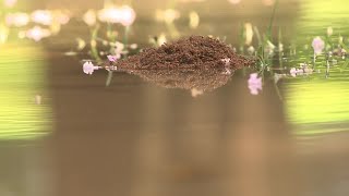 Ants Build Raft To Escape Flooding From Water Main Break
