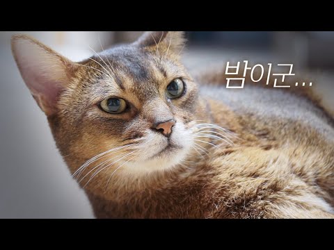 Capa de ENG) 고양이들이 밤마다 짜증내는 마법에 걸렸어요 (까칠한 마일로 보여드림...😼)
