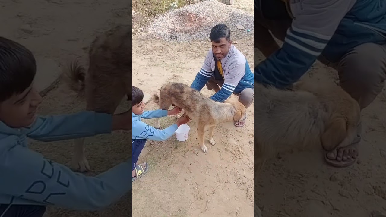 super dudh dery  jaipur 