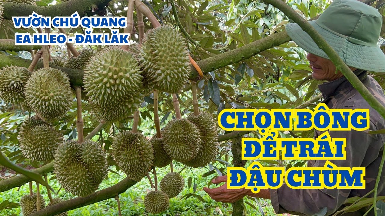 VÌ SAO SẦU RIÊNG ĐẬU CHÙM - VƯỜN CHÚ QUANG EAHLEO, ĐĂK LĂK